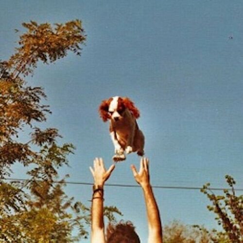 suzi - Single