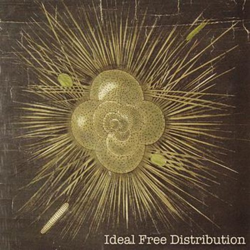 Ideal Free Distribution