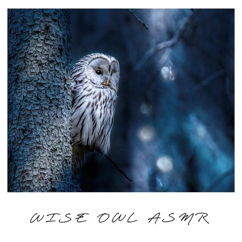 Wise Owl ASMR