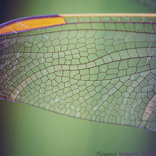 Insect Bites