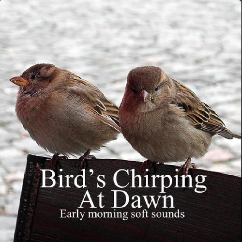 Bird's Chirping At Dawn: Early Morning Soft Sounds