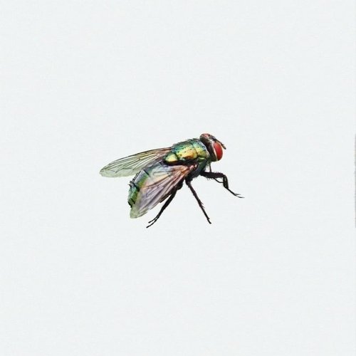 OLD DAYS - Single
