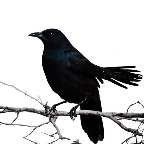 Spring Birds - Single
