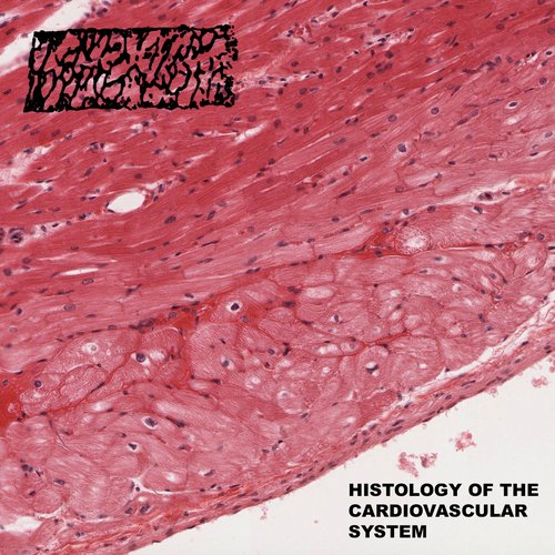 Histology of the Cardiovascular System