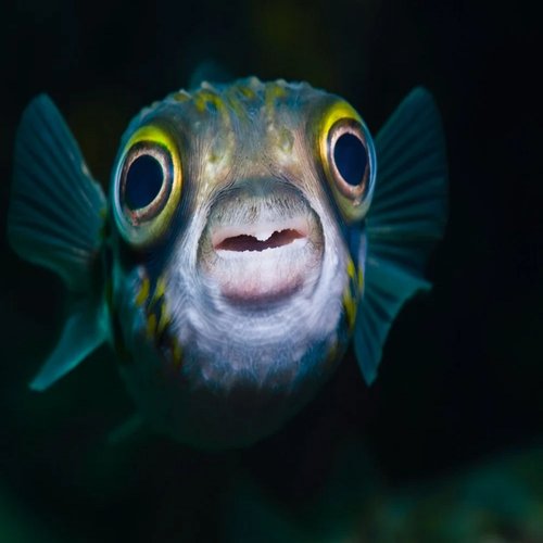 blub blub