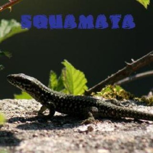 Squamata