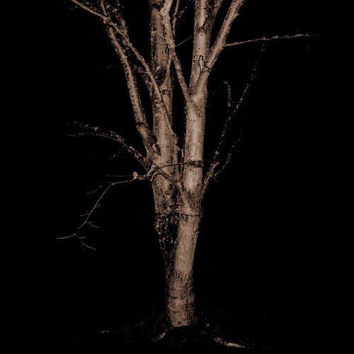 Veins