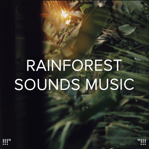 !!!" Rainforest Sounds Music "!!!