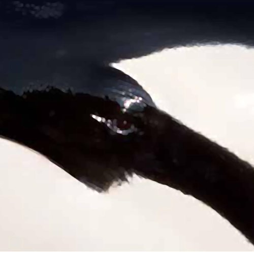 Orca