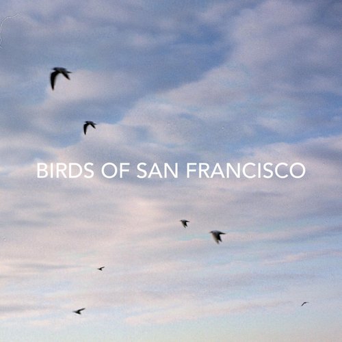 Birds of San Francisco - Single