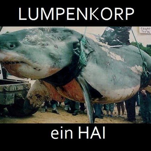 Ein Hai
