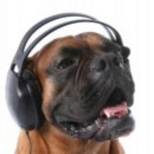 Dogs'n Earphones