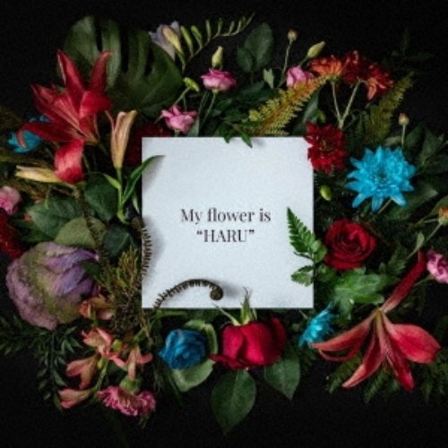 My flower is "HARU"