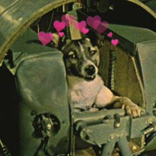 laika eve dön
