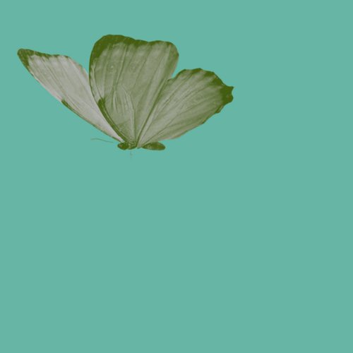 Polyommatinae