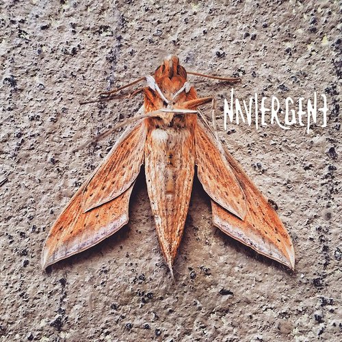Navier Gene [Explicit]