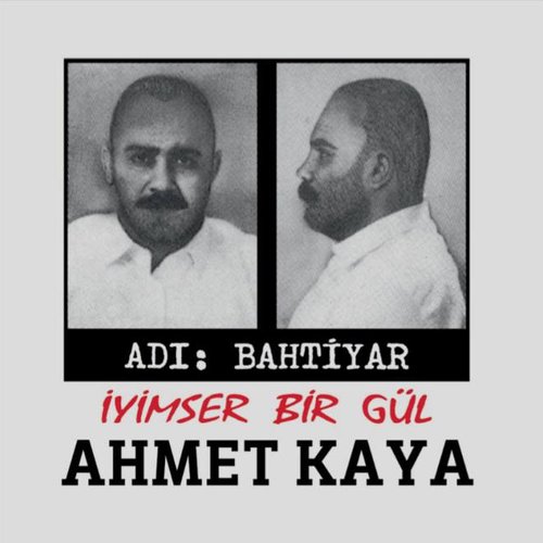 İyimser Bir Gül