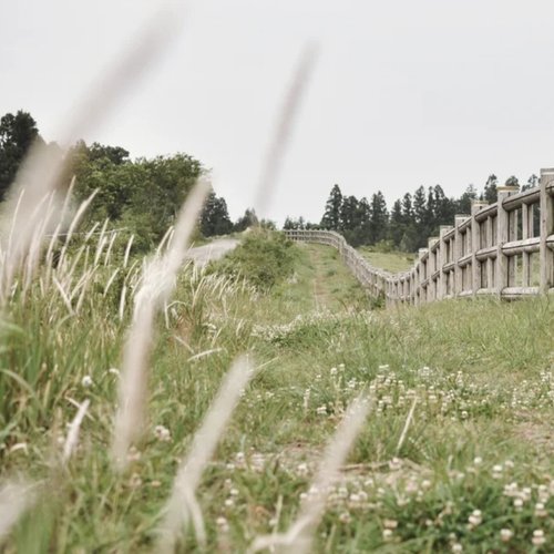 Weeping Meadow - Single
