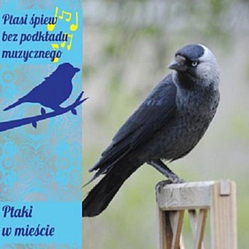Birds in the city