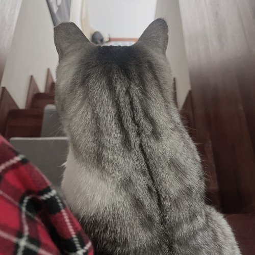 검정과 빨강