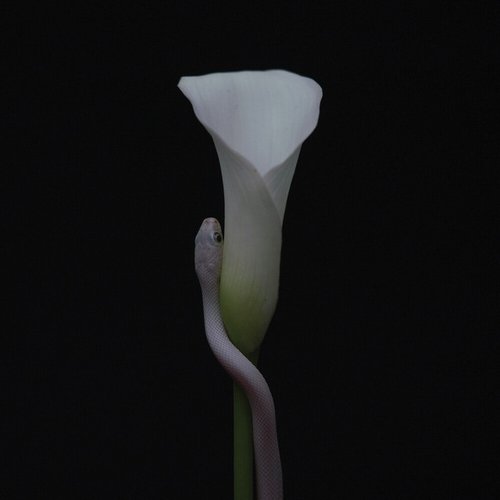 Gordian Naught - Single