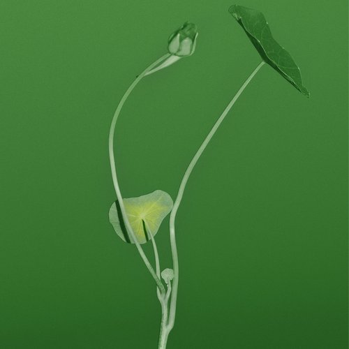 Plant Life