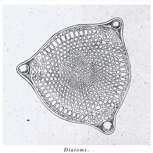 Diatoms
