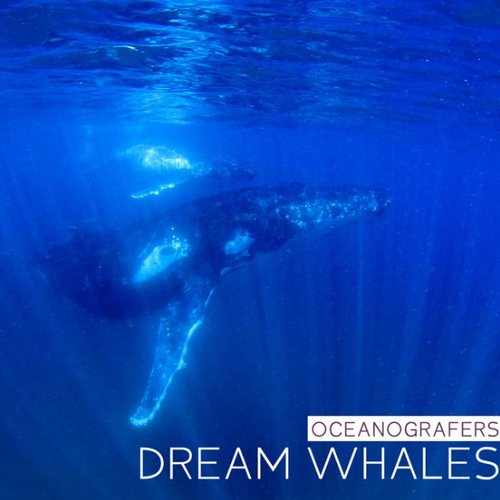 Dream Whales