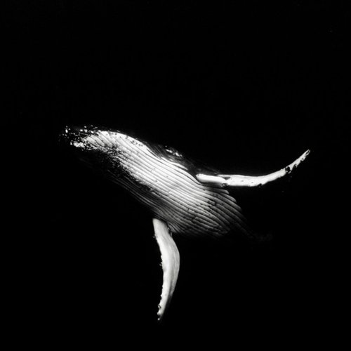 Into the Abyss - Single
