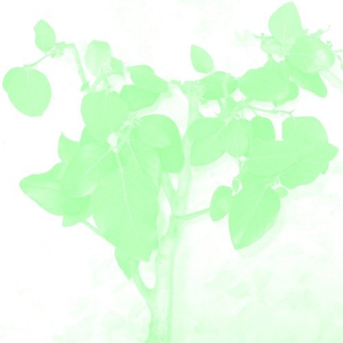 Ficus 22 - Single