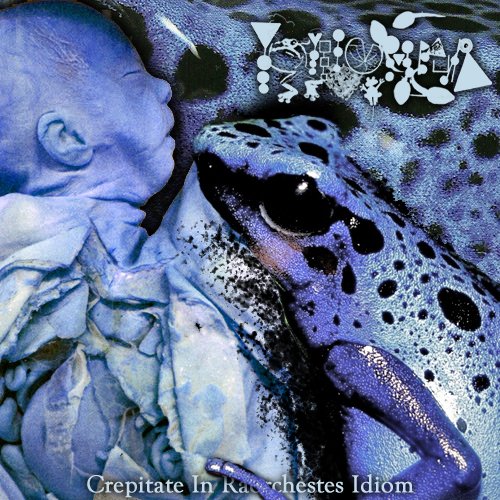 Crepitate In Raorchestes Idiom