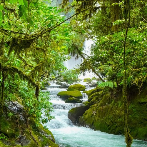 Healing Sound - In The Forest