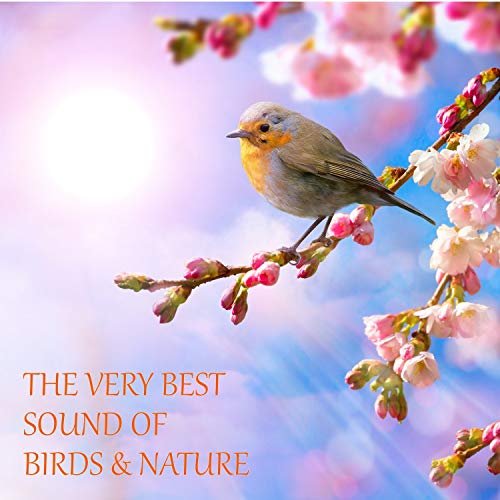 The Very Best Sound Of Birds And Nature (With Rain, Forest, Creek, River, Wind, Thunder)