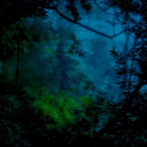 Forest Lullaby