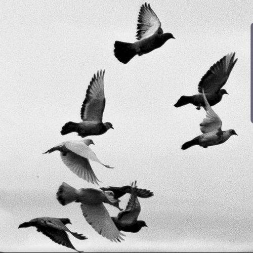 The Almighty Birds