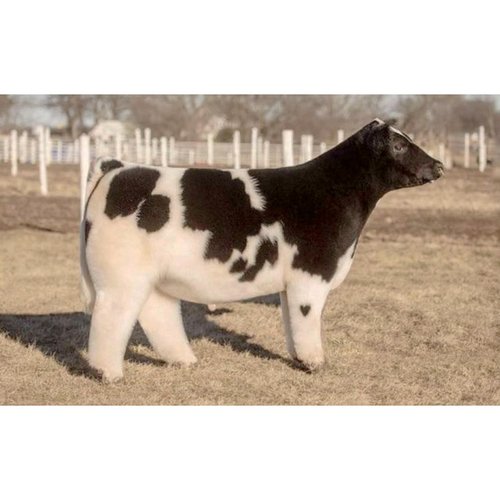 Goon Life (for artifaxing)