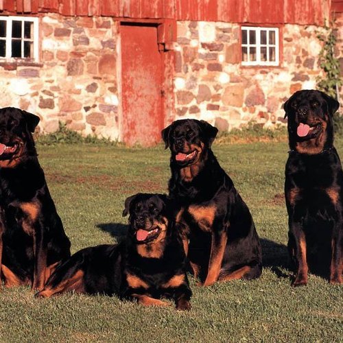 The Big Dogs