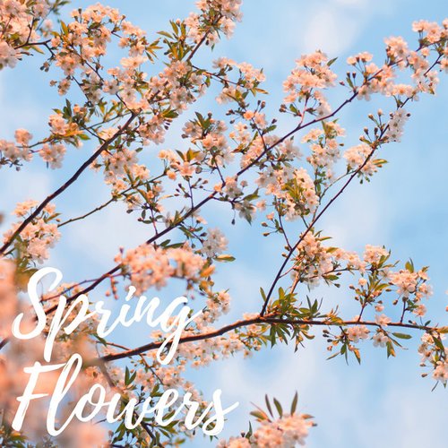 Spring Flowers - Single