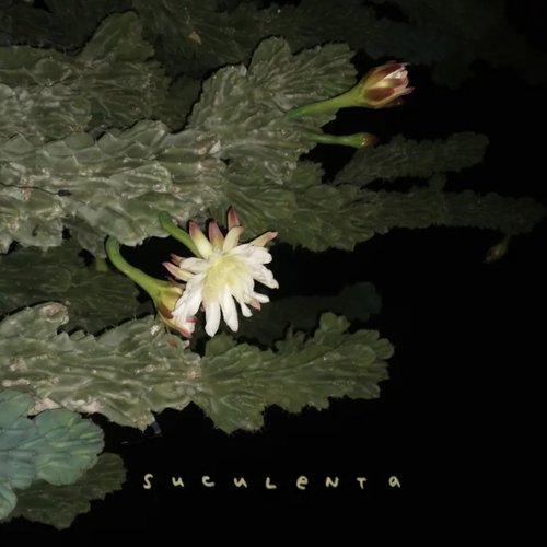 Suculenta