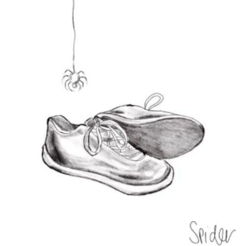 Spider