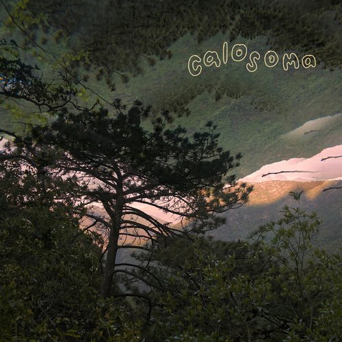 Calosoma