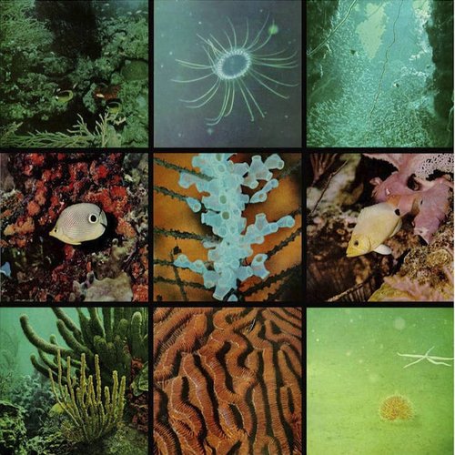 Ocean Floor