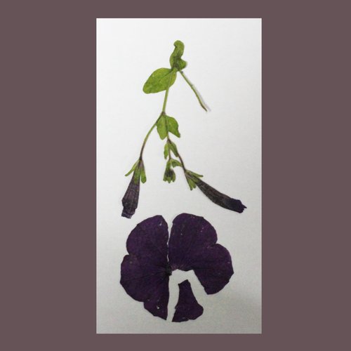 The Bloom / The Blossom