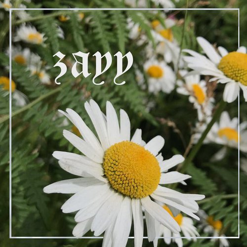 Daisies