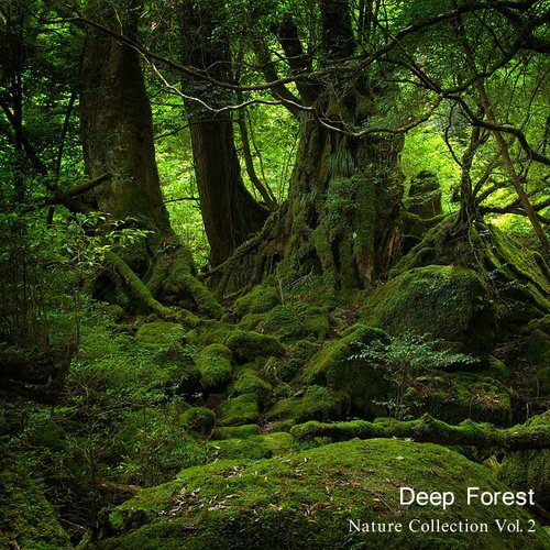 Deep Forest