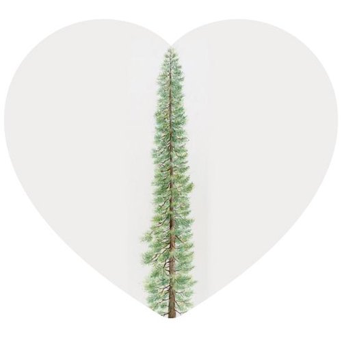 Sequoia