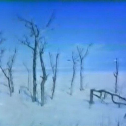 branches