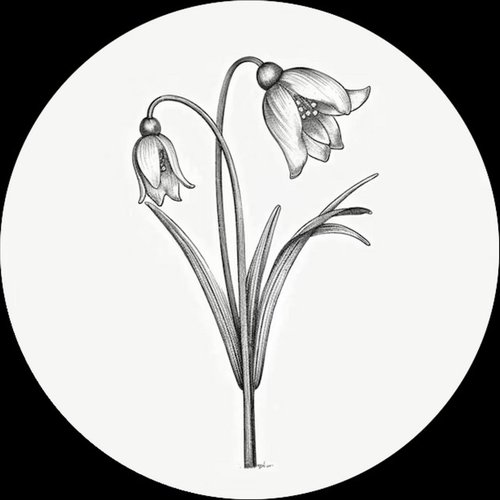 Fleur d'Hiver