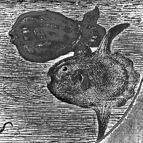 mola mola