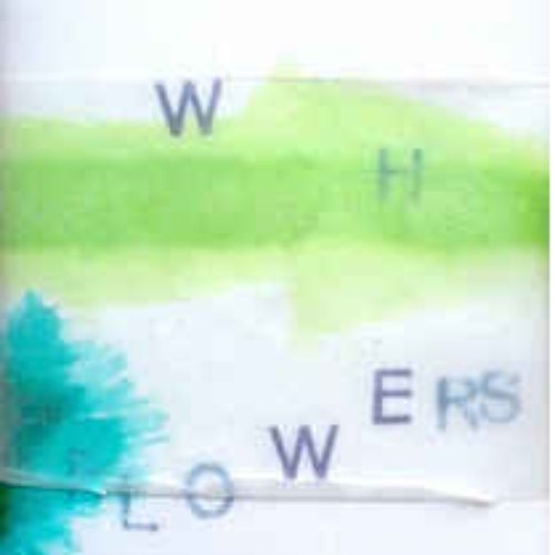 Who put the Flowers in the Garden